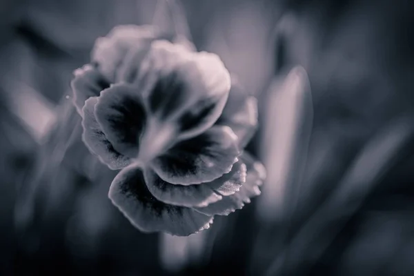 Egy Szürkeárnyalatú Közelkép Egy Gyönyörű Virágról Kert Közepén — Stock Fotó