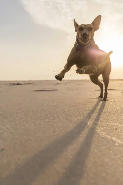 Anjing Berjalan Bahagia Pantai Saat Matahari Terbenam Dan Melakukan Suar — Stok Foto