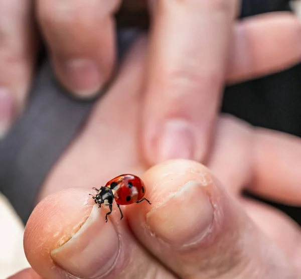 Gros Plan Une Petite Coccinelle Sur Doigt Une Personne — Photo