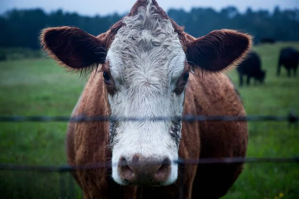 Primer Plano Ganado Lechero Campo Rodeado Vegetación Con Fondo Borroso —  Fotos de Stock