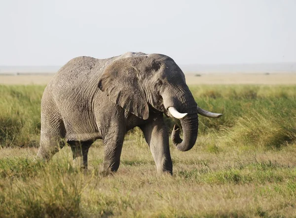 Ein Elefant Amboseli Nationalpark Kenia Afrika — Stockfoto