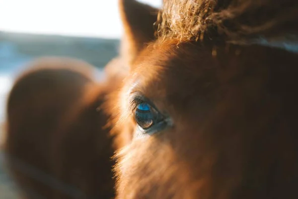 Primer Plano Del Ojo Caballo — Foto de Stock