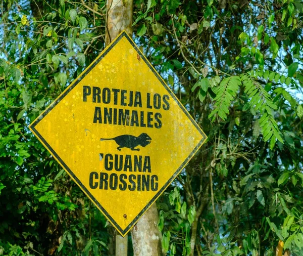 Közelkép Egy Sárga Védi Állatokat Iguána Kereszteződés Jel Úton — Stock Fotó
