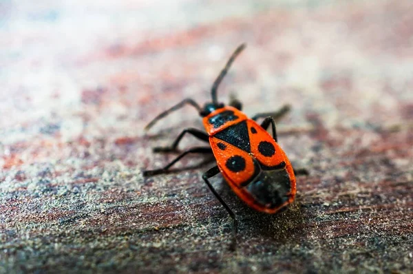 Firebug Κόκκινο Και Μαύρο Πίσω Μια Ξύλινη Επιφάνεια Μαλακό Φόντο — Φωτογραφία Αρχείου