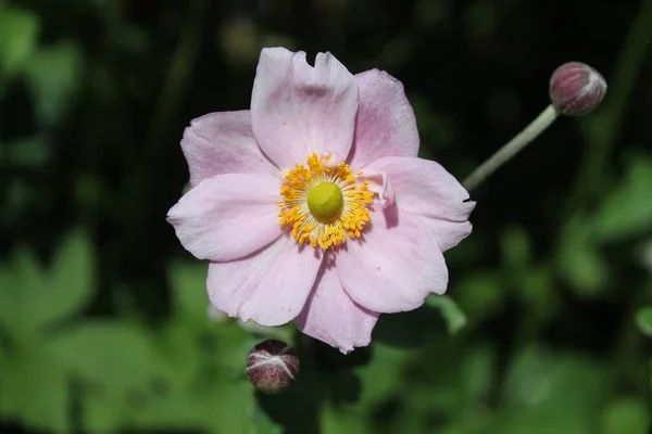 Ένα Ροζ Λουλούδι Που Ονομάζεται Garden Cosmos Κατά Διάρκεια Της — Φωτογραφία Αρχείου