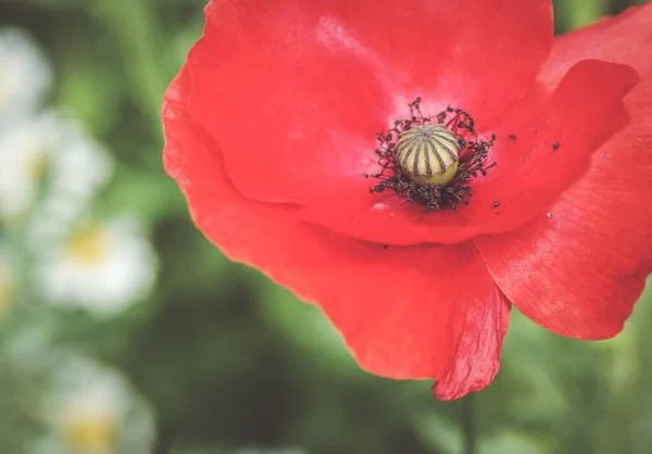 背景がぼやけている美しい赤いケシの花のクローズアップショット — ストック写真