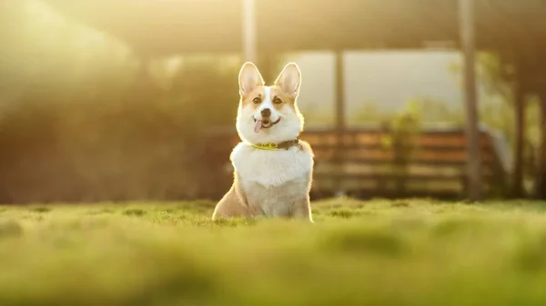 Shallow Focus Shot Cute Pembroke Welsh Corgi Dog Sitting Grass — Stock Photo, Image