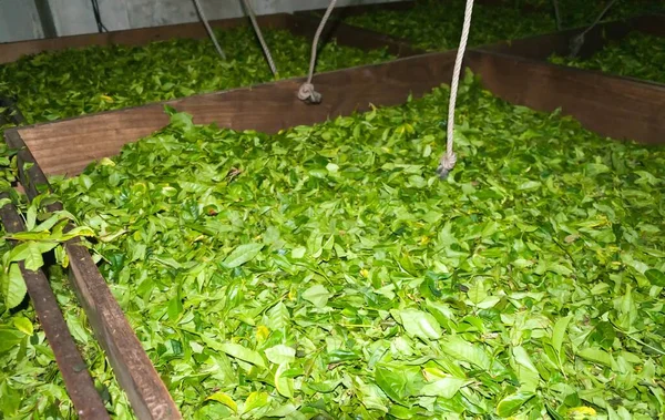 Suszarnia Przetwarzania Liści Zielonej Herbaty Azorach Portugalia — Zdjęcie stockowe