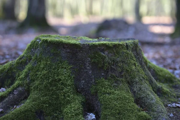 Souche Arbre Couvert Mousse Verte Dans Forêt — Photo