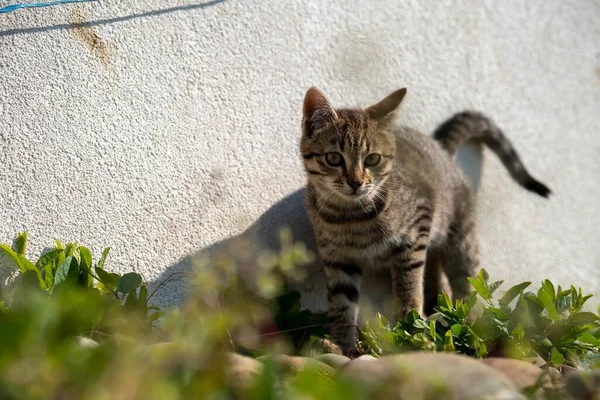 美しい日に芝生の芝生で遊ぶ家畜の灰色の猫 — ストック写真