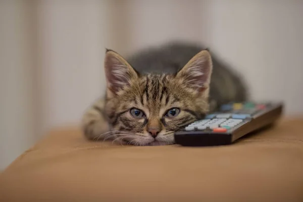 remote control kitty cat