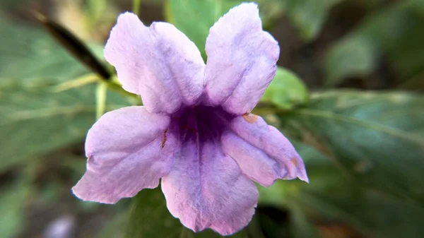 Uma Foto Close Uma Petúnia Mexicana Roxa — Fotografia de Stock