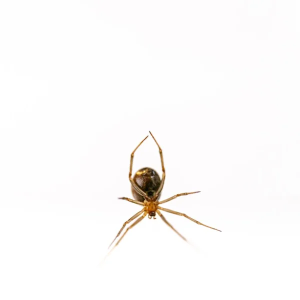 Gros Plan Une Noble Fausse Veuve Sous Les Lumières Isolées — Photo