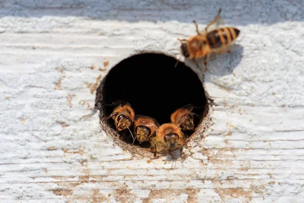 Nahaufnahme Eines Bienenstocks Mit Vielen Bienen — Stockfoto