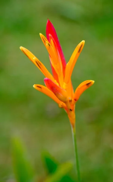 Close Vertical Uma Hirsuta Heliconia Campo Sob Luz Solar Com — Fotografia de Stock