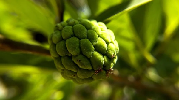 Primer Plano Una Natillas Manzana Creciendo Árbol — Foto de Stock