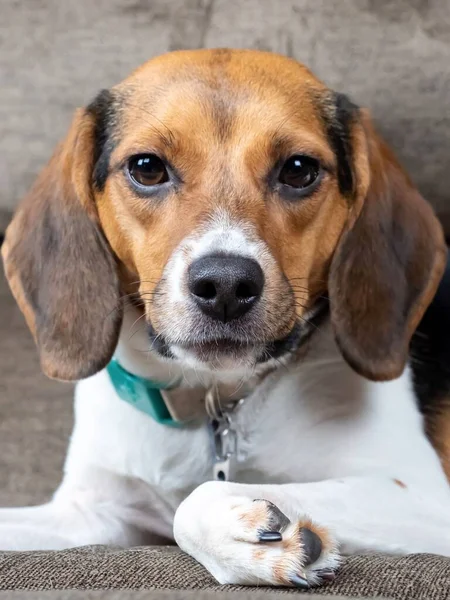 Egy Függőleges Közelkép Beagle Harrier Kiskutya Barna Háttér — Stock Fotó