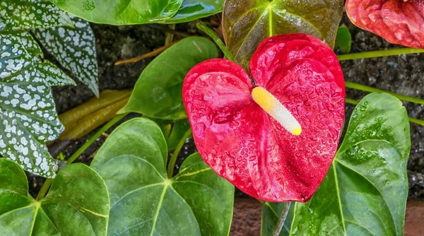 Primer Plano Una Hermosa Flor Flamingo Rosa Cubierta Rocío Matutino —  Fotos de Stock