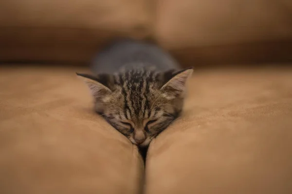 Detailní Záběr Roztomilé Kotě Spící Mezi Polštáři Pohovky — Stock fotografie