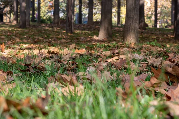 乾燥した茶色の十分な葉に覆われた公園の地面の低角度のクローズアップショット — ストック写真