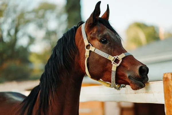 Una Toma Enfoque Superficial Caballo Marrón Con Arnés Con Fondo — Foto de Stock