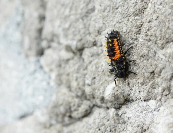 Primer Plano Larva Mariquita Sentada Una Roca — Foto de Stock