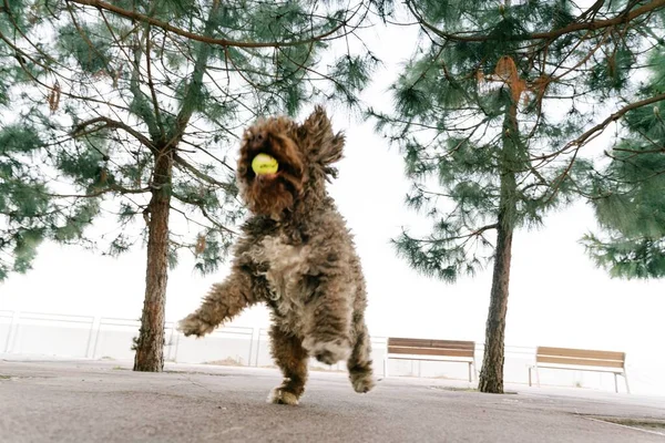 一只可爱的棕色西班牙水犬在一些树上玩黄色的球 — 图库照片