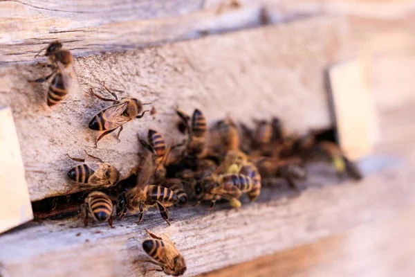Ένα Κοντινό Πλάνο Πολλών Μελισσών Μια Ξύλινη Επιφάνεια — Φωτογραφία Αρχείου