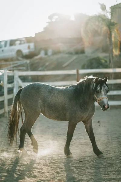 灰色马带着马具在背景模糊的沙地上行走的垂直照片 — 图库照片