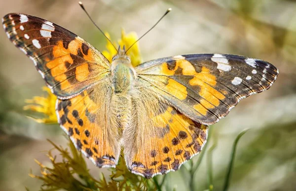 Wysoki Kąt Zbliżenie Strzał Piękny Motyl Roślinie Zamazanym Naturalnym Tle — Zdjęcie stockowe