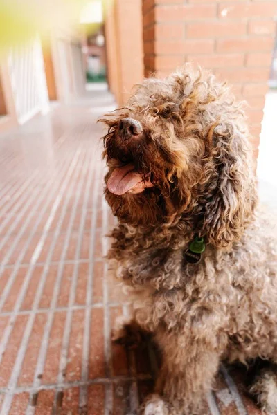 Tiro Vertical Cão Água Espanhol Marrom Bonito Jogando Uma Bola — Fotografia de Stock