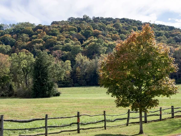 Uma Bela Foto Campo Verde Com Árvores Fundo Durante Dia — Fotografia de Stock