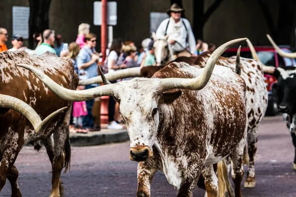 Dobytek Dobytčí Stanici Texasu — Stock fotografie