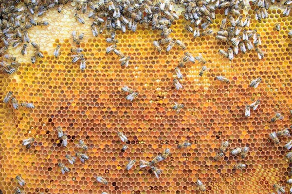 Nærbilde Honningkamceller Med Mange Bier – stockfoto