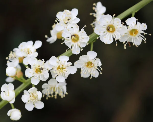 Närbild Bitter Bär Blomma Ett Fält Solljuset Med Suddig Bakgrund — Stockfoto