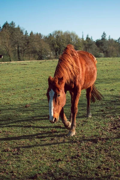 緑に囲まれた芝生の上で壮大な茶色の馬の垂直ショット — ストック写真