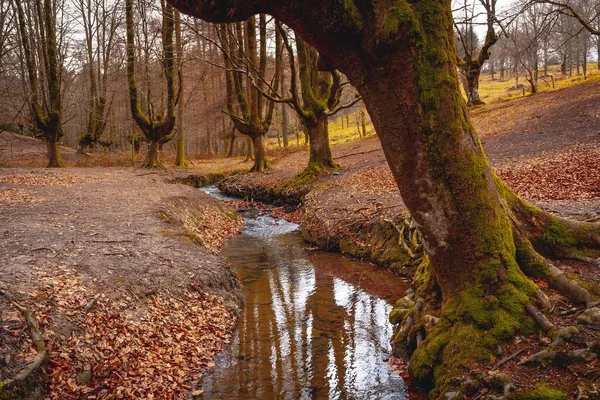 Ποταμός Που Περιβάλλεται Από Δέντρα Και Ξηρά Φύλλα Στο Δάσος — Φωτογραφία Αρχείου