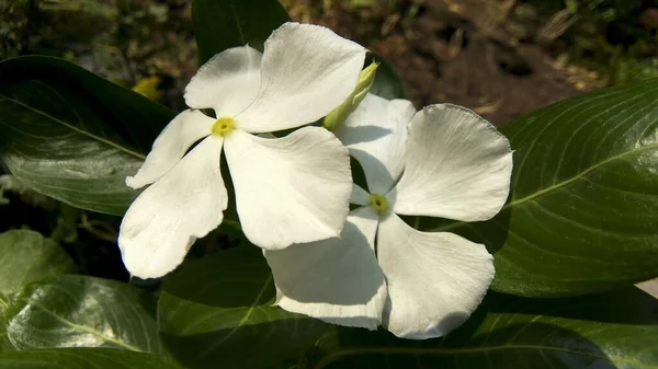 Primer Plano Flores Perifollo Blanco — Foto de Stock