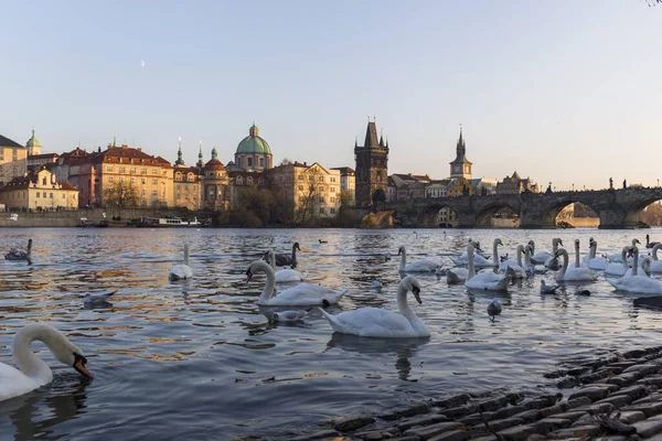 Flock Svanar Badar Floden Vltava Prag Vid Solnedgången Bakgrunden Ser — Stockfoto