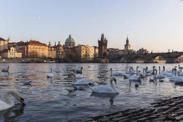 Hejno Labutí Koupajících Řece Vltavě Praze Při Západu Slunce Pozadí — Stock fotografie