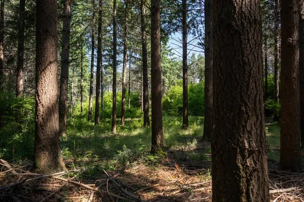 Lélegzetelállító Kilátás Egy Csodálatos Erdőre Sok Fával — Stock Fotó