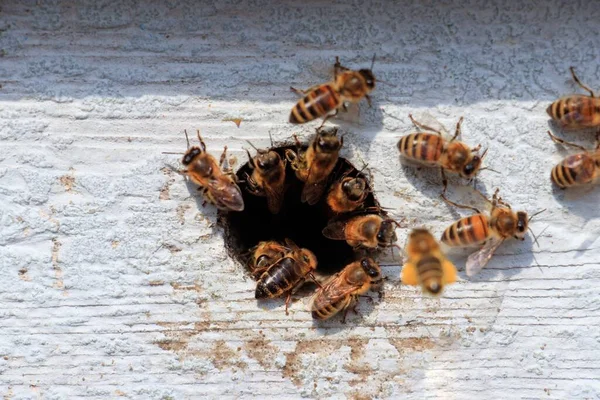 Primer Plano Abejas Volando Fuera Agujero Una Superficie Madera Bajo — Foto de Stock