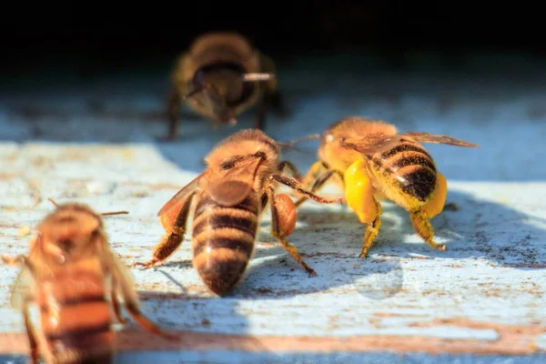 Eine Nahaufnahme Von Bienen Auf Einer Holzoberfläche Tag — Stockfoto