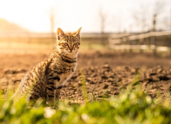 Eine Domestizierte Graue Katze Sitzt Auf Dem Feld Eines Bauernhofs — Stockfoto