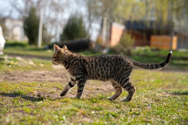 Udomowiony Siwy Kot Bawiący Się Trawiastym Trawniku Piękny Dzień — Zdjęcie stockowe