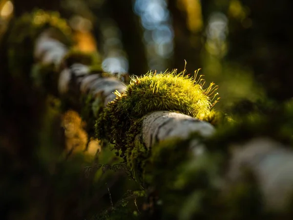 Primer Plano Una Rama Árbol Con Musgo —  Fotos de Stock