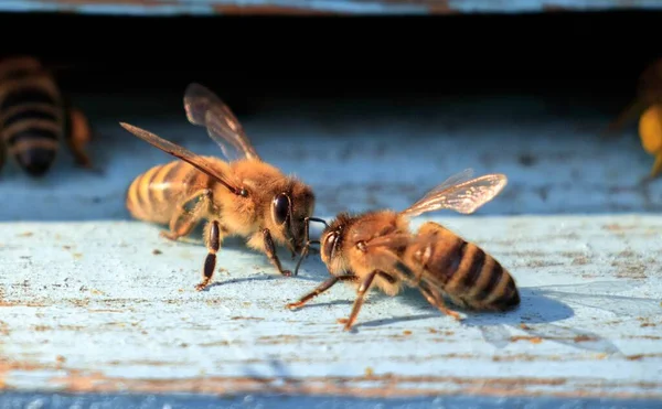 昼間に森の表面で蜂の密集ショット — ストック写真