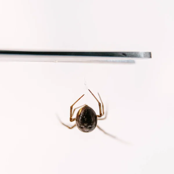 A closeup of a false black widow under the lights isolated on a white background