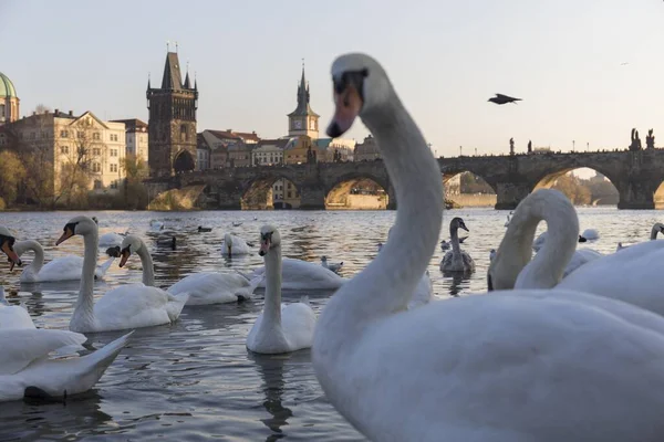 Hejno Labutí Koupajících Řece Vltavě Praze Při Západu Slunce Pozadí — Stock fotografie