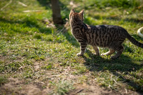 Eine Domestizierte Graue Katze Spielt Einem Schönen Tag Auf Einer — Stockfoto